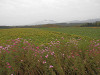 pa060397_thumb.jpg