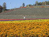 pa090664_thumb.jpg