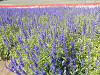 pa090669_thumb.jpg