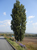pa090679_thumb.jpg