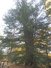 pa130954_thumb.jpg