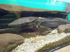 p3260047_thumb.jpg