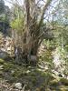 p3270166_thumb.jpg