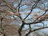 p3300403_thumb.jpg