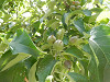 p5170051_thumb.jpg