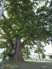 p5170078_thumb.jpg