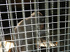 p7100508_thumb.jpg