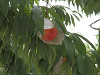p7130865_thumb.jpg