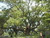 p7300227_thumb.jpg