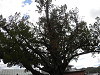 p9300471_thumb.jpg