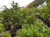 pa051035_thumb.jpg