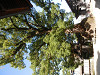 pa061085_thumb.jpg