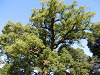 pa061086_thumb.jpg