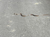 pa091598_thumb.jpg
