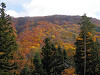 pb070311_thumb.jpg