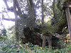 pb090551_thumb.jpg