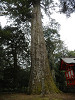 p4060881_thumb.jpg
