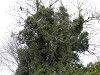 p4091261_thumb.jpg