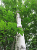 img_0008_thumb.jpg