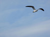 img_0143_thumb.jpg