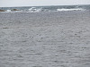 img_0157_thumb.jpg