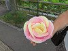 img_0234_thumb.jpg
