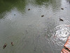 img_1862_thumb.jpg