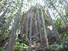 p1000713_thumb.jpg