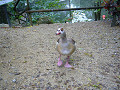 P1050154_thumb.jpg