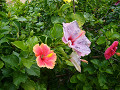 P1050259_thumb.jpg