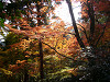 p1010331_thumb.jpg