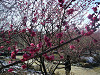 p1090005_thumb.jpg