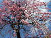 p1000016_thumb.jpg