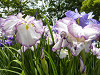 p1000804_thumb.jpg