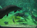 img_0141_thumb.jpg