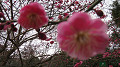img_0957_thumb.jpg