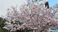 img_0208_thumb.jpg
