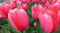 img_0643_thumb.jpg