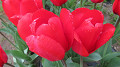 img_0645_thumb.jpg