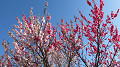 img_0386_thumb.jpg
