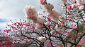 img_0457_thumb.jpg
