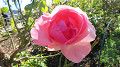 img_0394_thumb.jpg