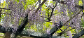 img20240429085214_thumb.jpg