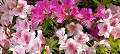 img20240429110317_thumb.jpg