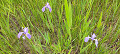 img20240512091732_thumb.jpg