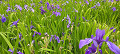 img20240512103159_thumb.jpg