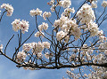 anmp0022_thumb.jpg