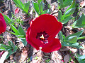 anmp0035_thumb.jpg