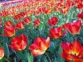 anmp0039_thumb.jpg