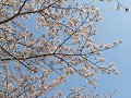 anmp0089_thumb.jpg